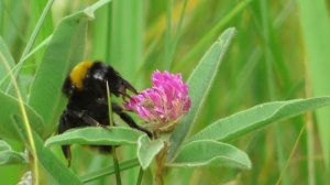 Шмель садовый  ( Bombus hortorum )