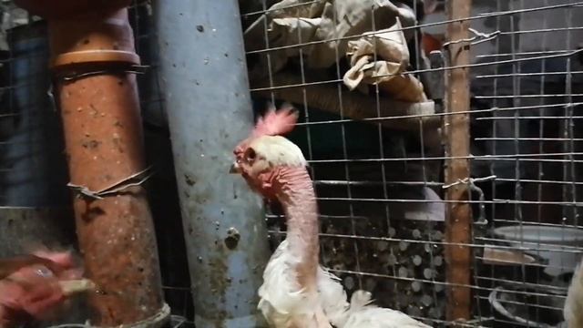 Куры несутся зимой как летом. Голошейные куры