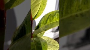 Фикус Шривериана