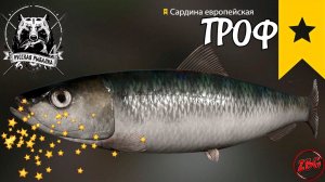 САРДИНА ЕВРОПЕЙСКАЯ ТРОФЕЙНАЯ ( ТРОФ ) НОРВЕЖСКОЕ МОРЕ ⭐ РУССКАЯ РЫБАЛКА 4 | RUSSIAN FISHING 4