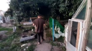 Станет ли гусыня мамой?// подкладка гусят гусыне