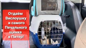 Не День, а кошмар♀️Не можем принять посылки. Пристраиваем двух хвостиков в Питер