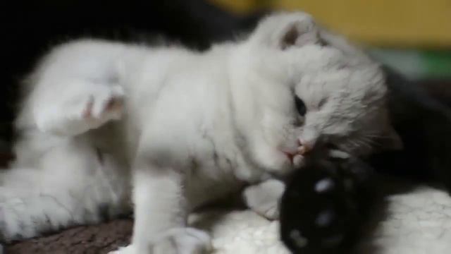 Kotyonok i mama koshka Miloe video pro kotyat MosCatalogue ru смотреть онлайн