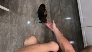 Той терьер - все о породе собаки. В мире животных