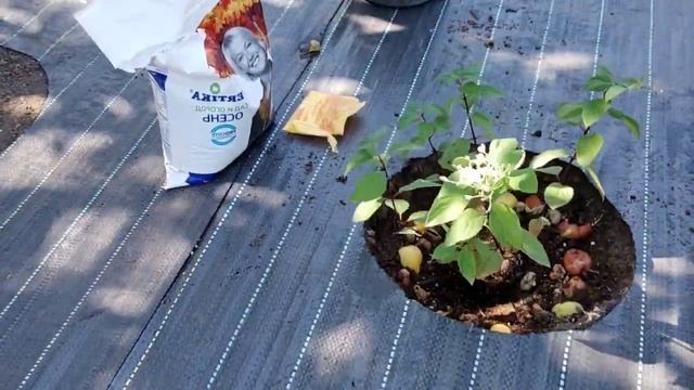 Десерт для моих гортензий! Что я добавляю в посадочную яму, при посадке гортензий! ?#гортензия.mp4