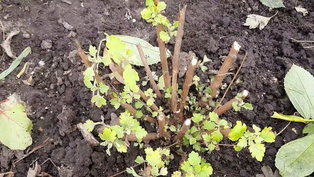 КОГДА И КАК УКРЫТЬ ХРИЗАНТЕМУ В ОТКРЫТОМ ГРУНТЕ. ДЕЛЮСЬ СВОИМ ОПЫТОМ. смотреть онлайн