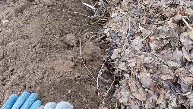Южная Жизнь в селе. Спилили старый абрикос и практикую грядки Розума. #переезднаюг #жизньнаюге