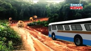 Safari Bus Stuck Among Lions In Nandankanan For 30 Mins