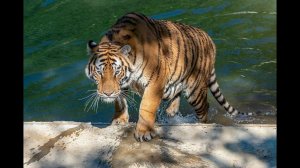 Топот котов))) Как поживает старший тригр