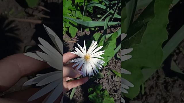 гербера 🥰 наконец- то, зацвела. 09.08.22 смотреть онлайн