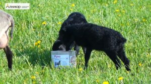 РУНО Лизунец солевой минерально-витаминный для овец