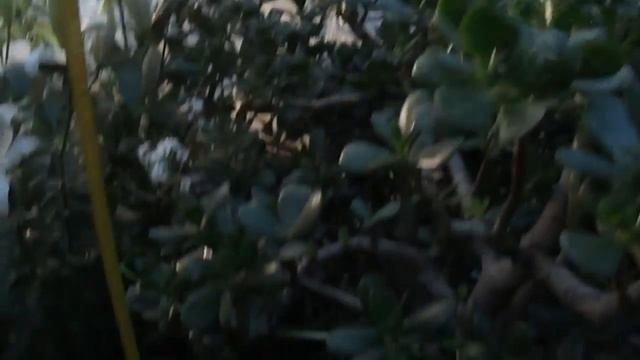 Огромное цветущее ДЕНЕЖНОЕ ДЕРЕВО, толстянка, крассула Как ухаживать смотреть онлайн