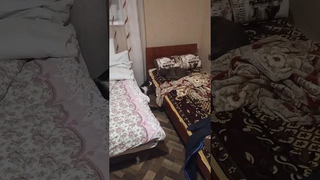 ПЕРВОЕ ЗНАКОМСТВО ДВУХ КОТОВ