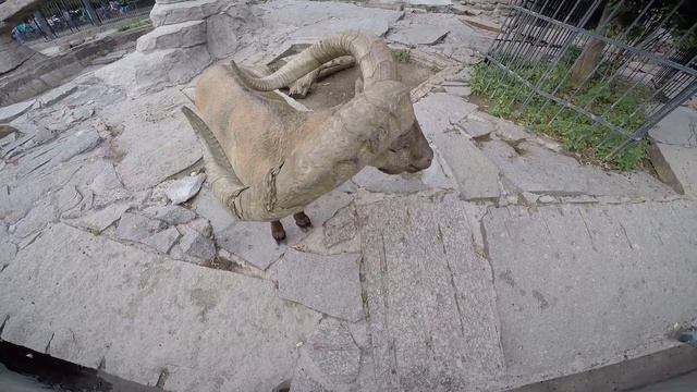 зоопарк для детей, зоопарк лето, зоопарк в москве, Московский зоопарк, в зоопарк с GoPro Москва смотреть онлайн