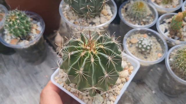 Как цветут мои кактусы #cactus смотреть онлайн