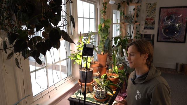Best Brand of Grow Lights for your Money? Using Different Kinds for Houseplants