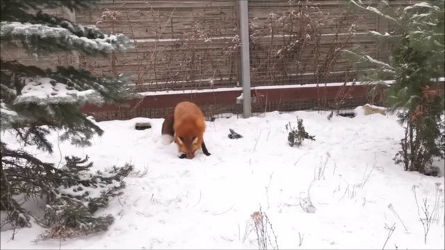 Домашние лисицы играют друг с другом смотреть онлайн