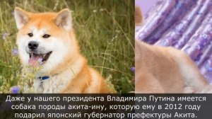 Акиту-Ину - Японская порода щенков, которая покорила мир. Как выглядит Акиту-Ину, интересные факты