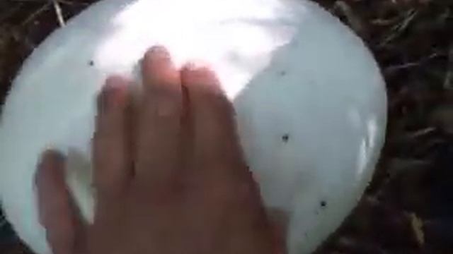 Óriás pöfeteg videó1 смотреть онлайн