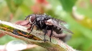 Муха облизывает тлю. The fly licks the aphids. MACRORUS
