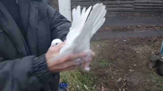 Уникальная коллекция николаевских голубей друга моего дедушки смотреть онлайн