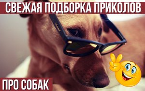 Свежая подборка приколов про собак! Милые и смешные до слёз!