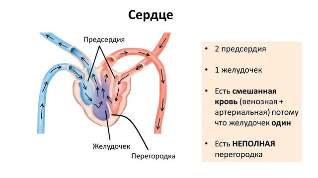 14.1 Рептилии часть I (7 класс) - биология, подготовка к ЕГЭ и ОГЭ 2018 смотреть онлайн