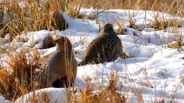 Куропатки зимой смотреть онлайн