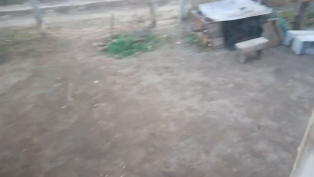 Лук на перо сорт Луганский смотреть онлайн