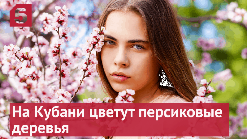 На Кубани полным ходом цветут персиковые деревья