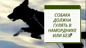 Должна ли собака гулять в наморднике и на поводке? Что говорит об этом Федеральный закон РФ