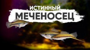 Самый настоящий меченосец