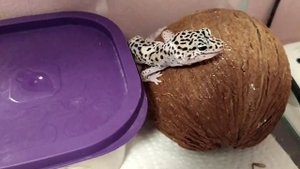 Эублефар Степан кушает