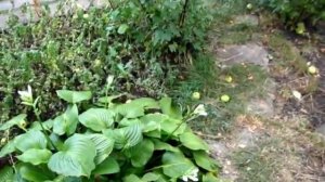 Где лучше ПОСАДИТЬ ХОСТУ, чтобы она хорошо росла