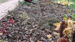 Обрезка метельчатой гортензии. Пособие для начинающих. Подробно обо всех тонкостях.