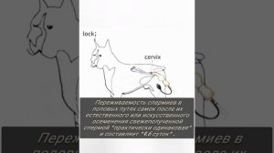 Искуственное Осеменение Собак!