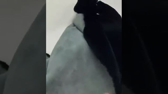 Бобр канадский стриженный крашеный зеленый смотреть онлайн