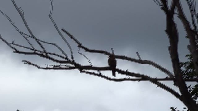 Гамельнский Крысолов смотреть онлайн