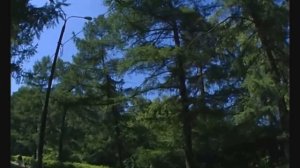 «Сокольники», стихи Сергея Острового, музыка Юрия Милютина, поёт Владимир Нечаев