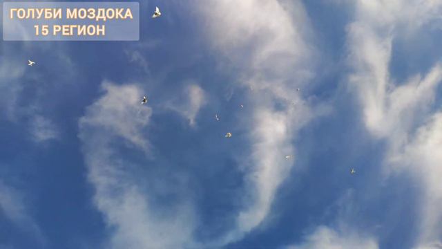 Голуби Ислама смотреть онлайн