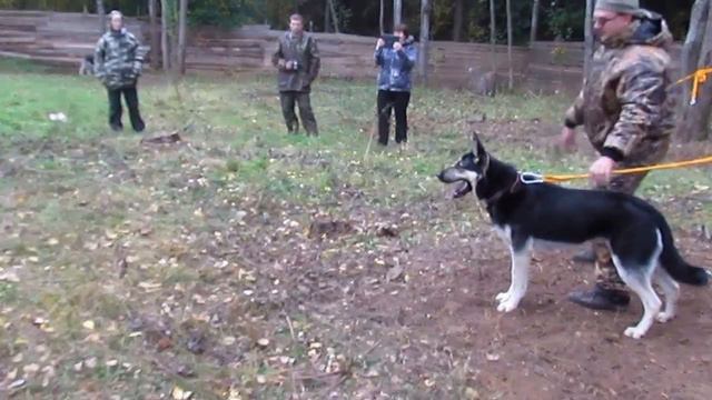 Хельхаус Риззо 1 год 2 месяца. дрессировка на семинаре ШОС АРЕС в Твери, работа с лакомством. смотреть онлайн