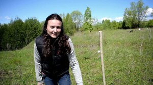 Бегающие лошади на свободе, установка электропастуха и приятная беседа