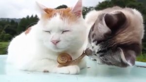 кошка и улитка