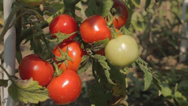 Сорт томатов Санька смотреть онлайн