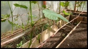 Виноград  Эйнсет Сидлис и остальные