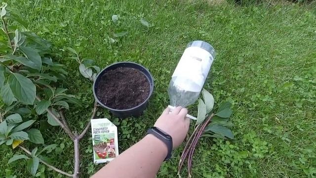 Часть 2. Заготовка черенков из сломанной ветки. Зеленое черенкование