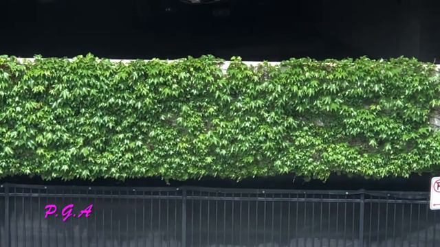 ФУТАЖ. Волны ветра на вьюнке. FOOTAGE. Wind's waves on vine. смотреть онлайн