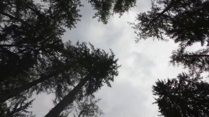 Бережное отношение к природе