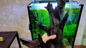 Армагеддон в Аквариуме плюс новая коряга!