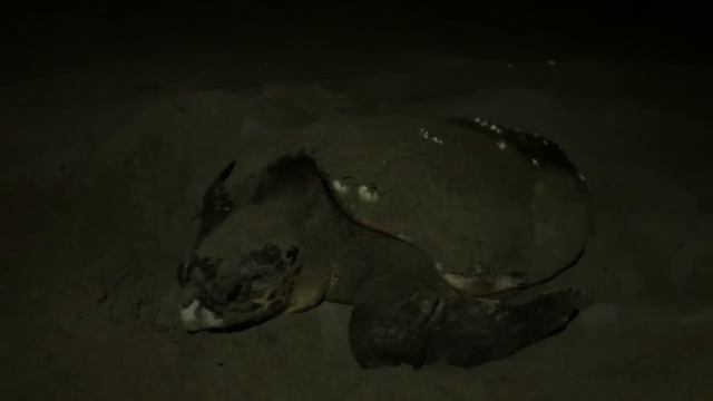 Морская черепаха.Снимал в Турции,кстати они строго охраняются законом смотреть онлайн